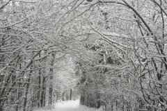 Droga, która prowadzi do Szpitala pokryta jest śniegiem. Po dwóch stronach drogi znajdują się drzewa. Na gałęziach widać grubą warstwę śniegu.